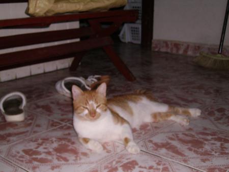 persian